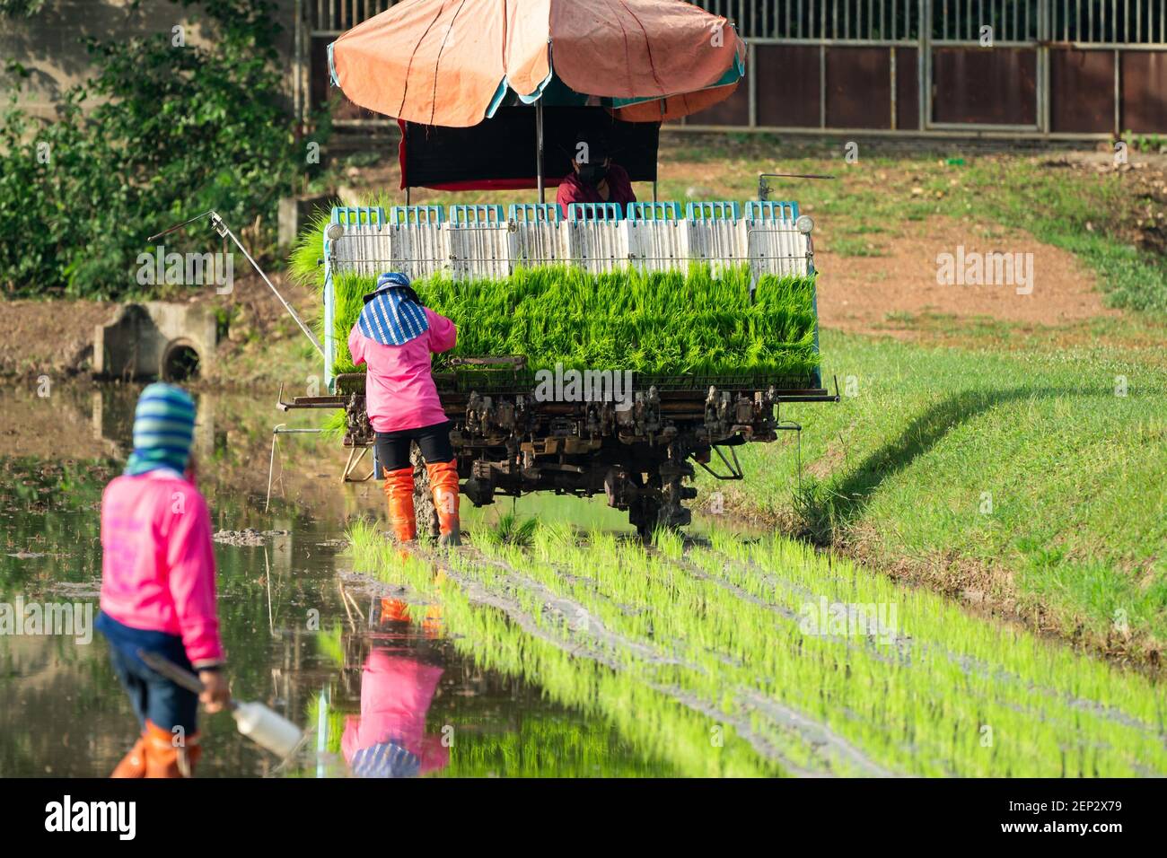 Professional local Asian farmer and agriculture vehicle machine transplant rice seedling in a paddy field in the open sky day. Stock Photo