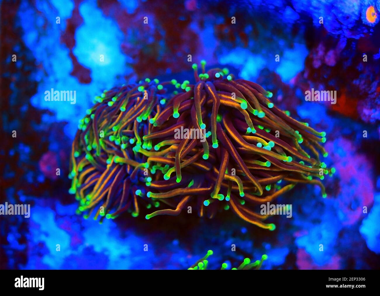 Euphyllia Torch is one of the most beautiful addition for coral reef aquarium tank Stock Photo