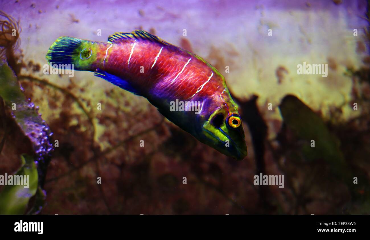 Mystery Wrasse fish - (Pseudocheilinus ocellatus) Stock Photo