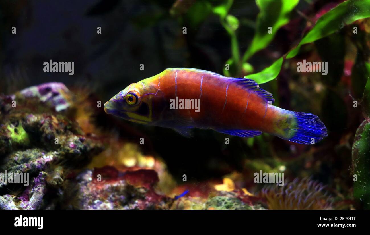 Mystery Wrasse fish - (Pseudocheilinus ocellatus) Stock Photo