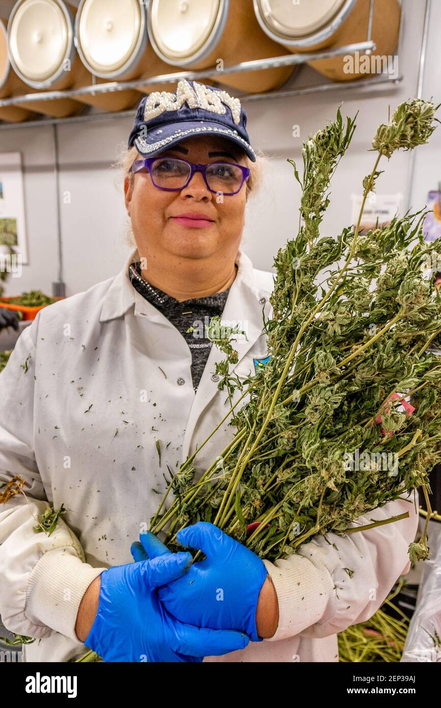 September 25, 2019 Carpinteria, CA Cannabis bucketing stage, workers remove flowers from