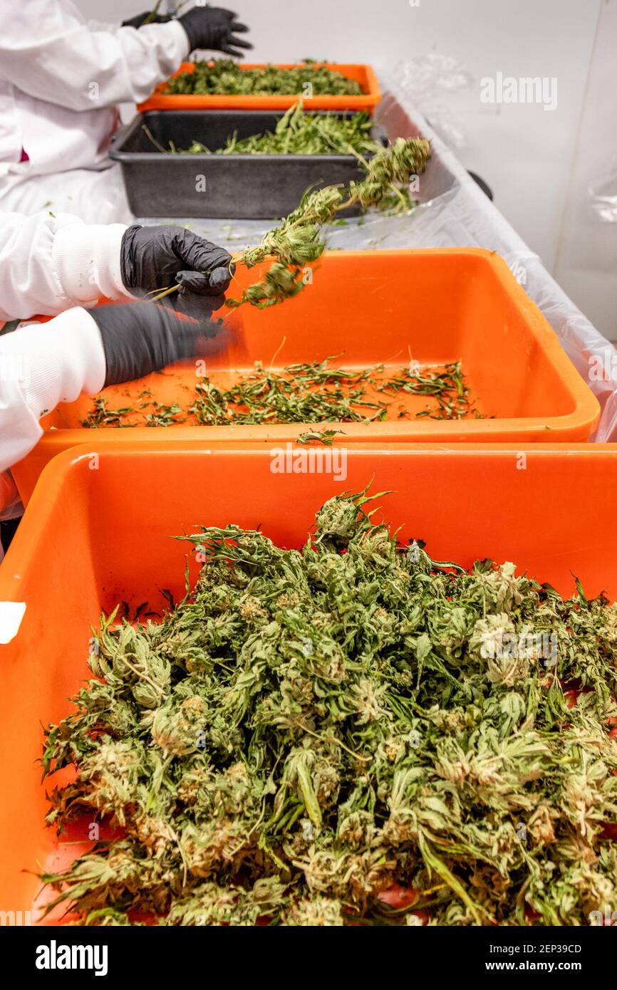 September 25, 2019 Carpinteria, CA Cannabis bucketing stage, workers remove flowers from