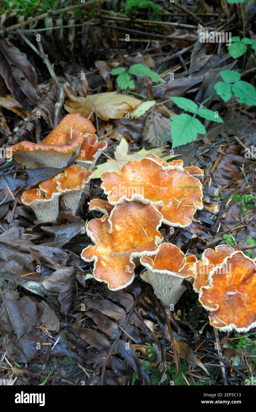 Woolly Chanterelle (Gomphus floccosus Stock Photo Alamy