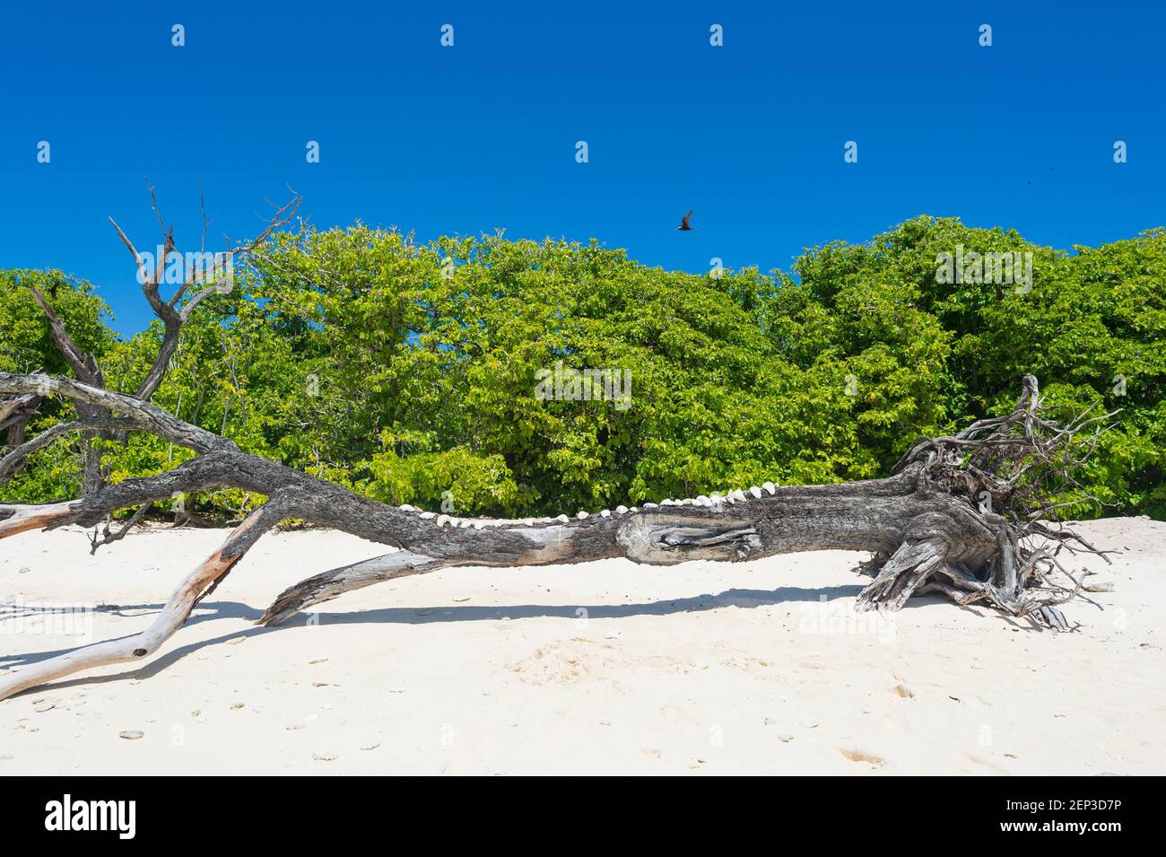 Dead tree trunk decorated with seashells on the beach at the coral cay of Lady Musgrave Island, Southern Great Barrier Reef, Queensland, QLD, Australi Stock Photo