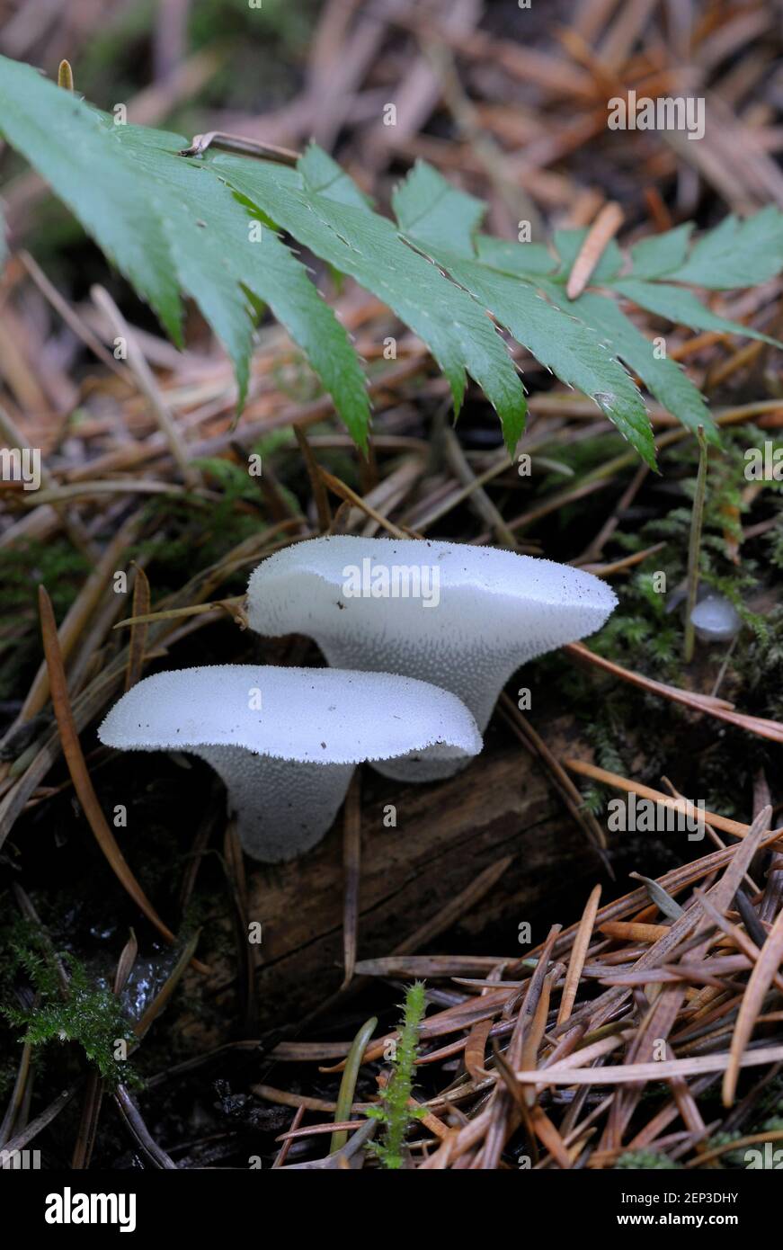 Toothed Jelly Fungus (Pseudohydnum gelatinosum) Stock Photo