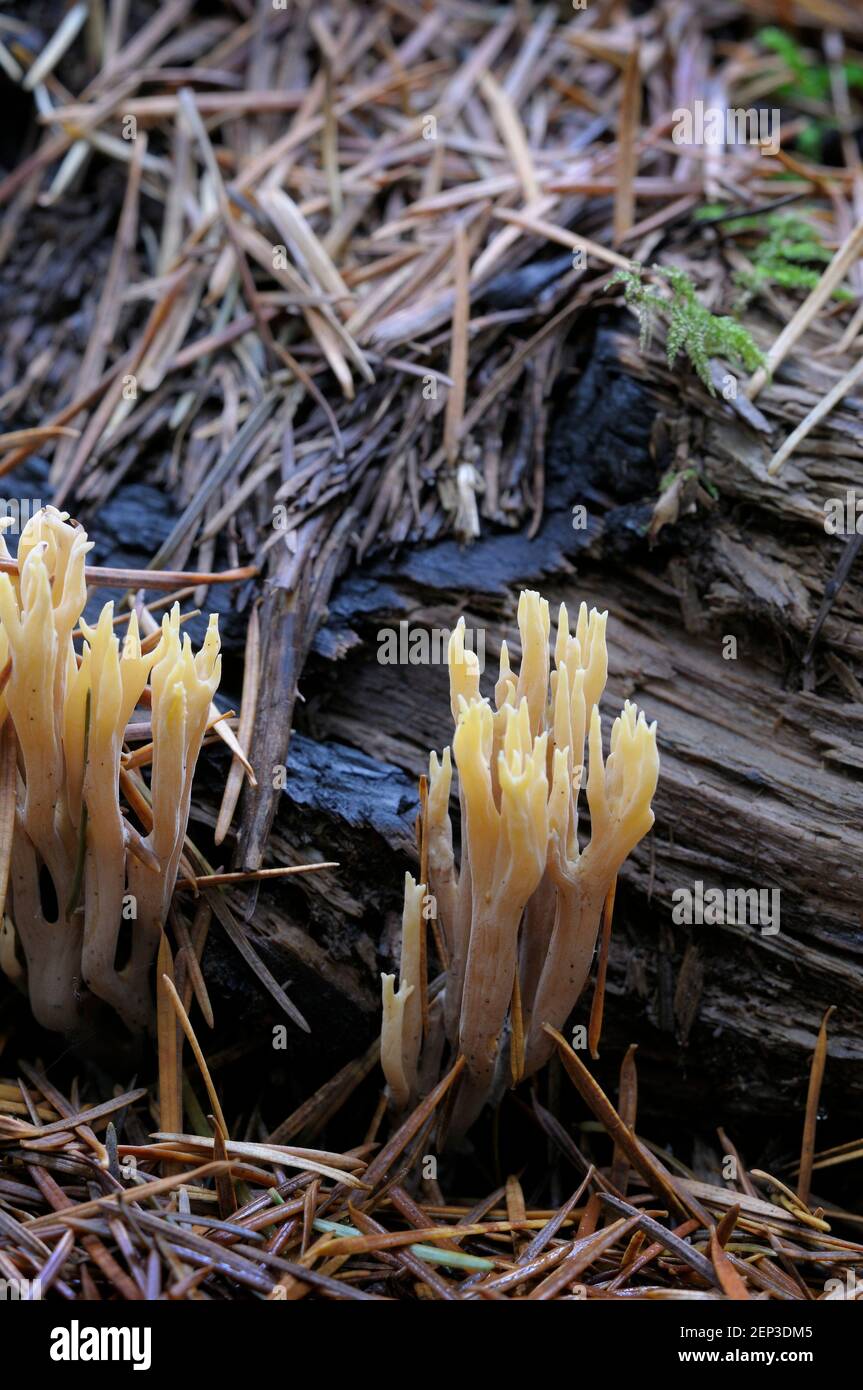 Yellow-tipped Coral fungus (Ramaria Formosa) Stock Photo