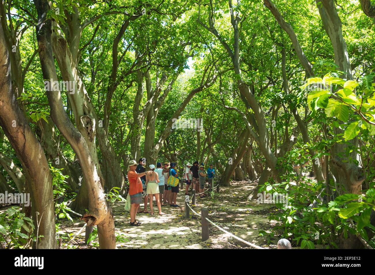 Tourists on a day trip to Lady Musgrave Island walking through the Pisonia Forest and shearwaters burrowing grounds, Southern Great Barrier Reef, Quee Stock Photo