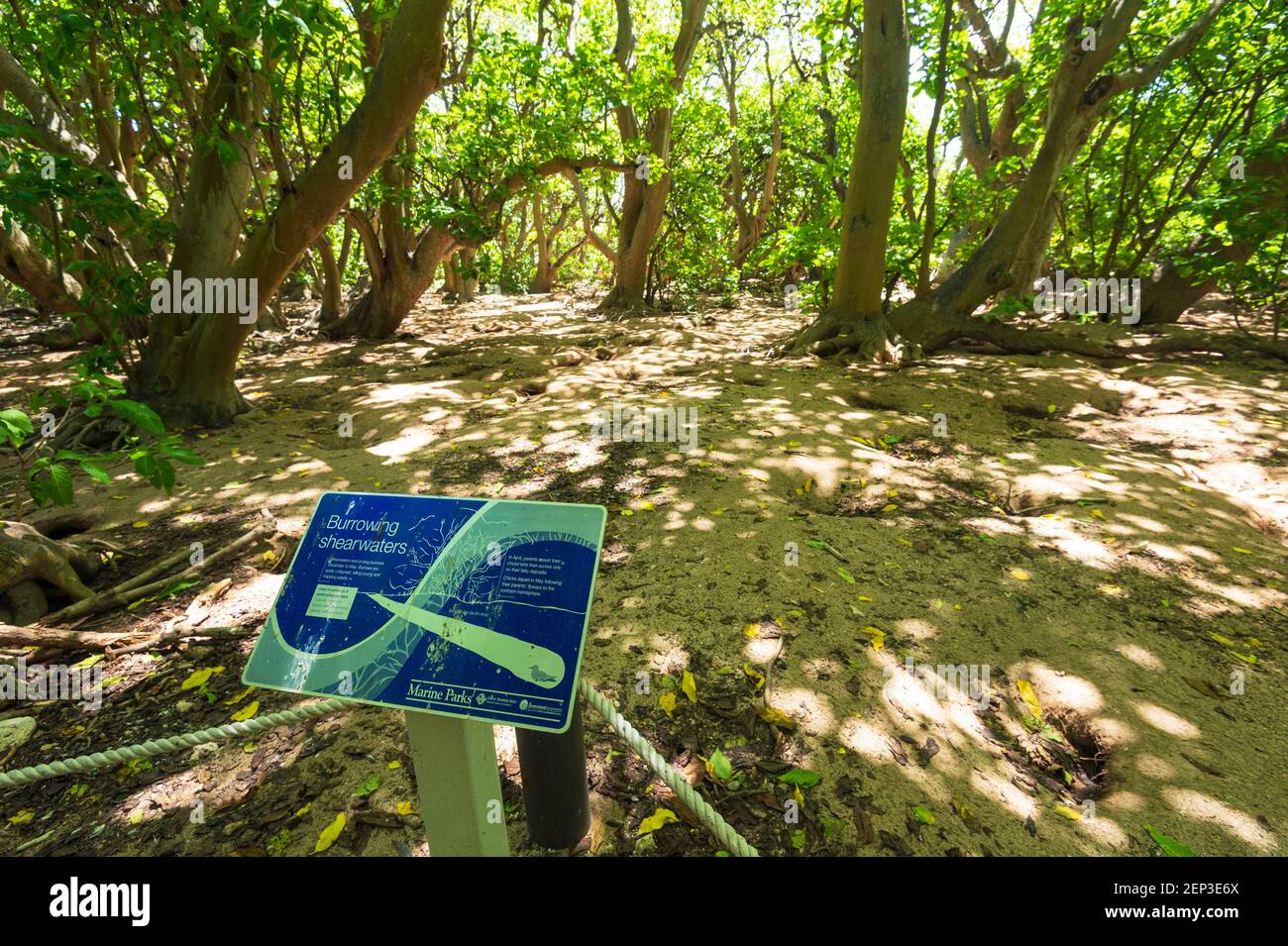 Ground in the Pisonia forest where Shearwaters burrow themselves during the nesting season, Lady Musgrave Island, Southern Great Barrier Reef, Queensl Stock Photo