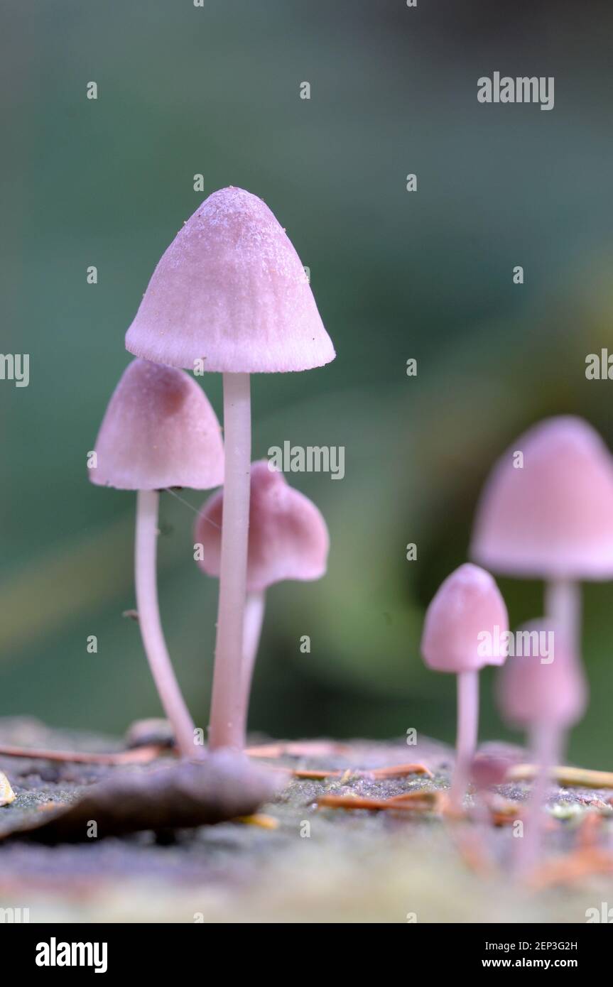 Pink Mycena mushrooms growing on a dead tree Stock Photo