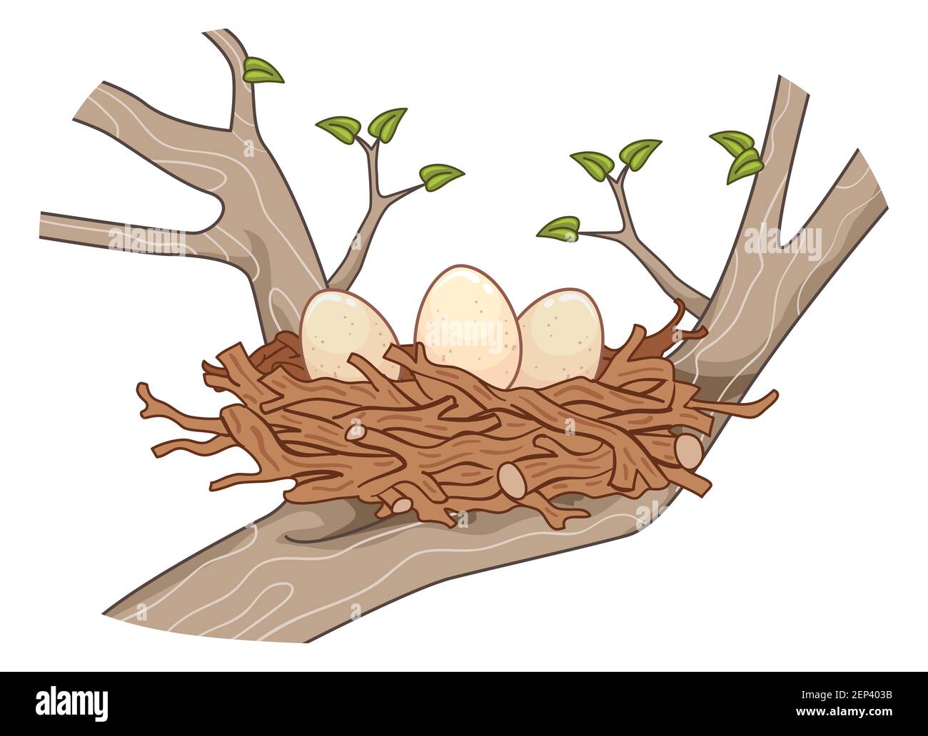 Illustration of Eggs on Nests Made of Sticks on a Tree Stock Photo