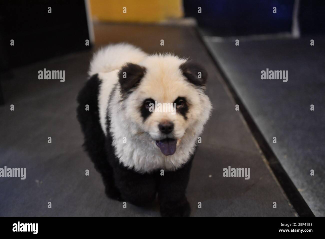 Panda chow cheap chows