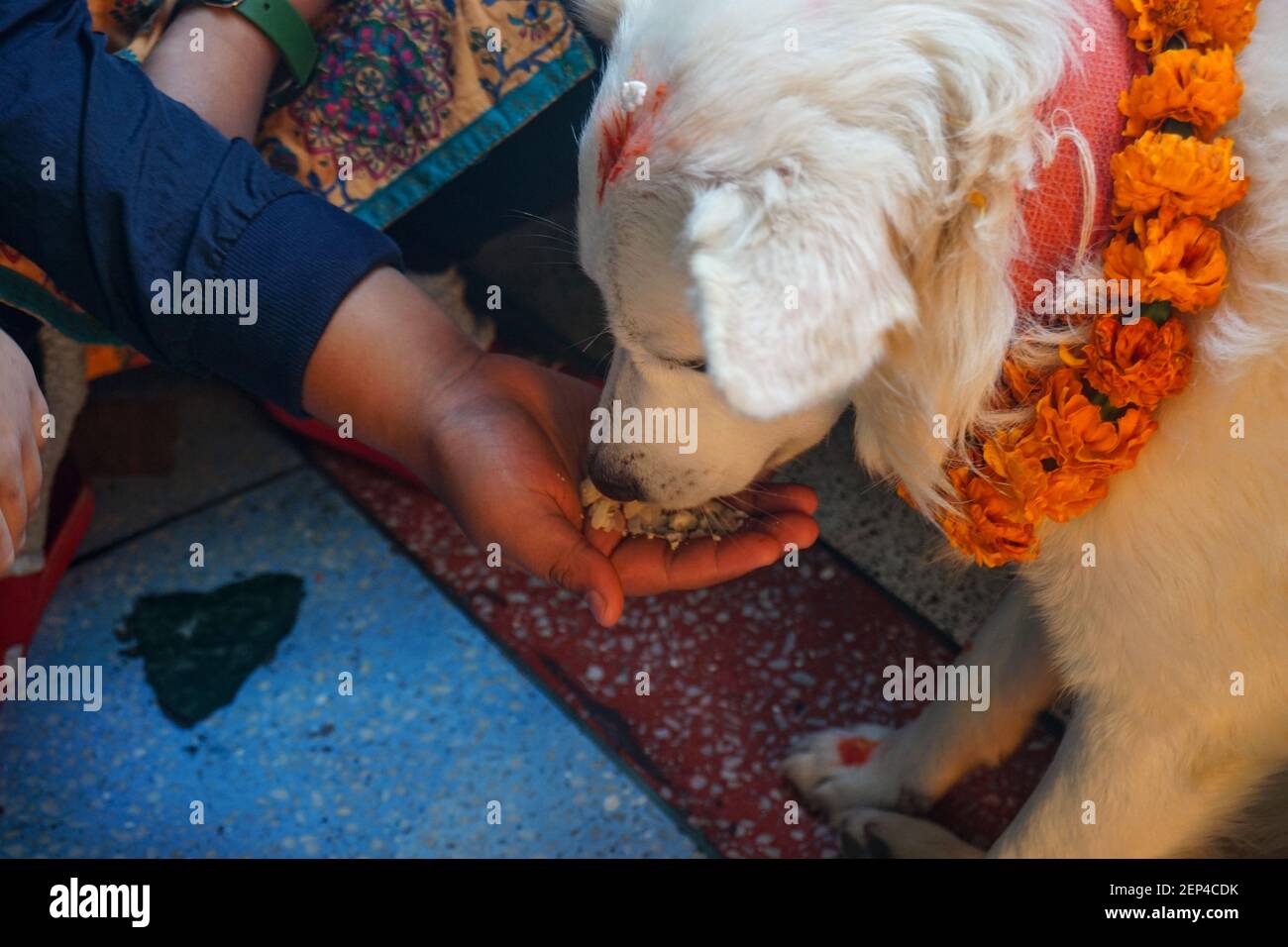 A hand of a person offering food to a dog during the festival. Kukur ...