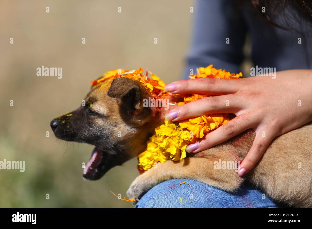 A Hand Of A Person Caresses A Puppy During The Festival Kukur Tihar Or Kukur Puja Literally Means The Worship Of Dogs This Is A Mini Festival Within A Larger Hindu Celebration Of