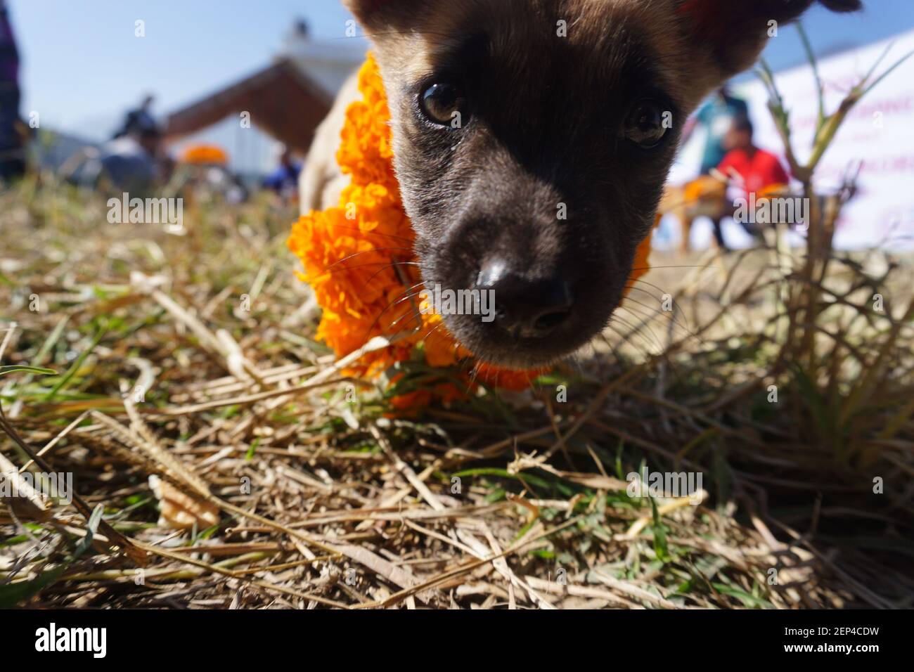 A Puppy Stares At The Camera During The Festival Kukur Tihar Or Kukur Puja Literally Means The Worship Of Dogs This Is A Mini Festival Within A Larger Hindu Celebration Of Diwali The