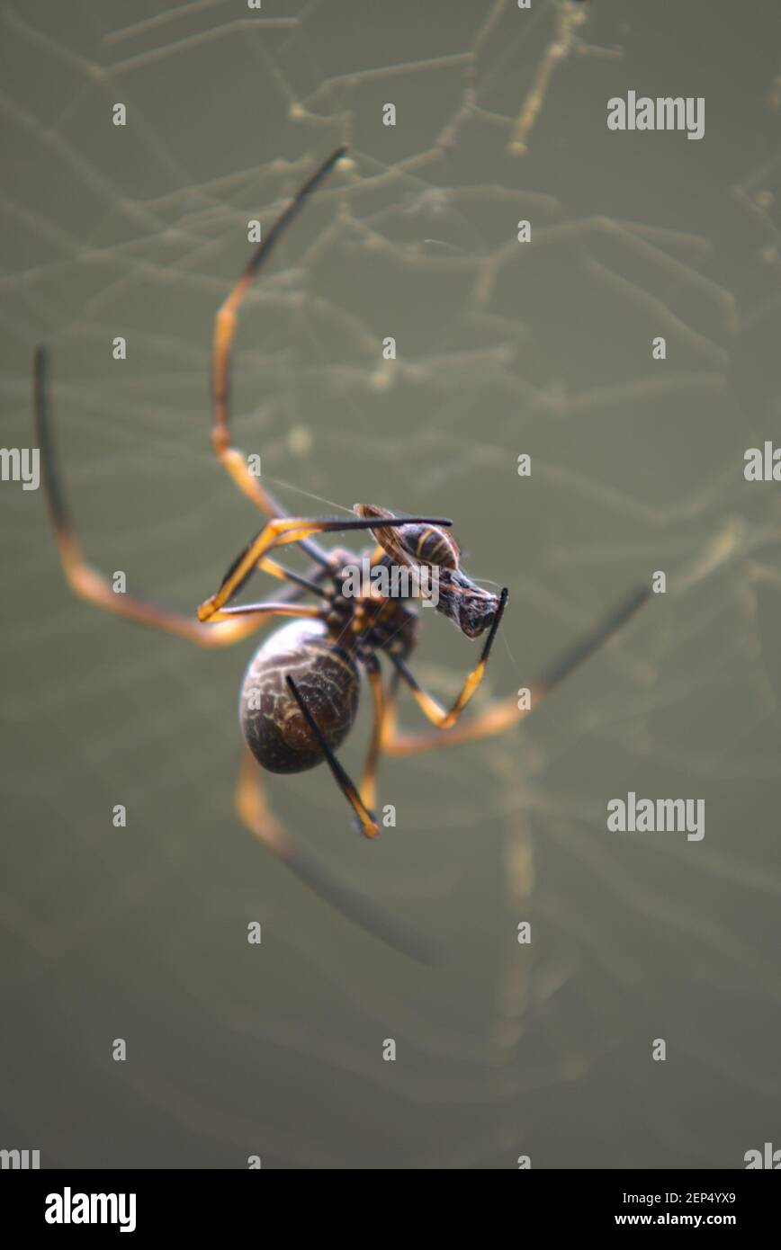 Golden orb weaver spider in web with prey Stock Photo