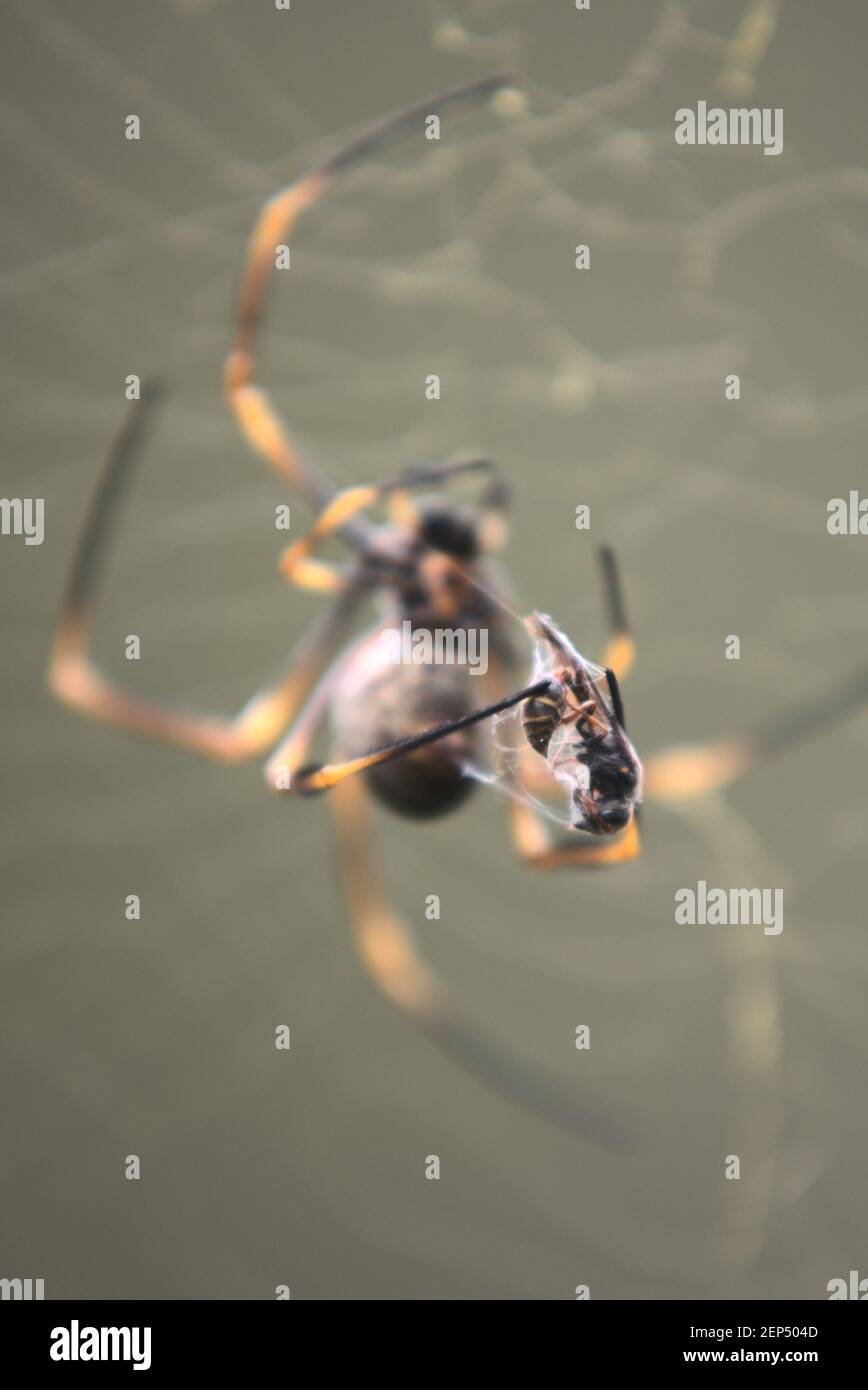Golden orb weaver spider in web with prey Stock Photo