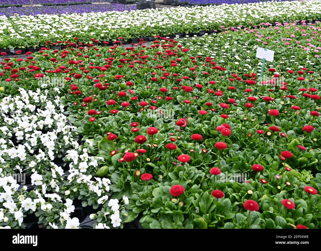 Potsdam, Germany. 26th Feb, 2021. Red daisies and white pansies are