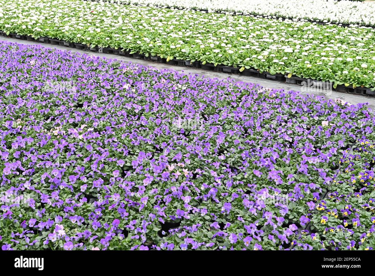 Sanssouci park potsdam flowers hires stock photography and images Alamy