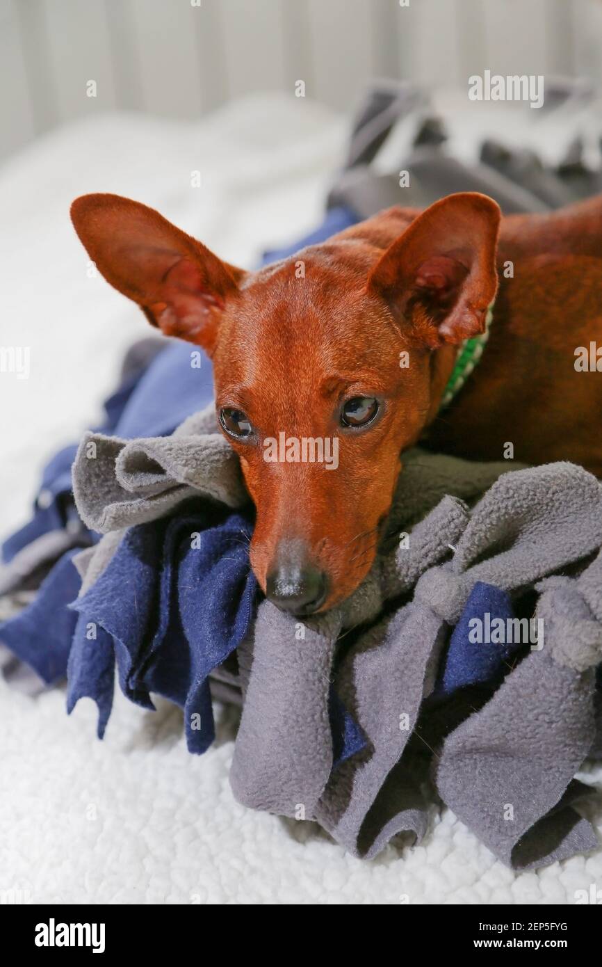 Portrait of a resting dog. The dwarf pinscher is lying on his cot. The muzzle of the dog: black eyes, black nose. A sad pet. Stock Photo