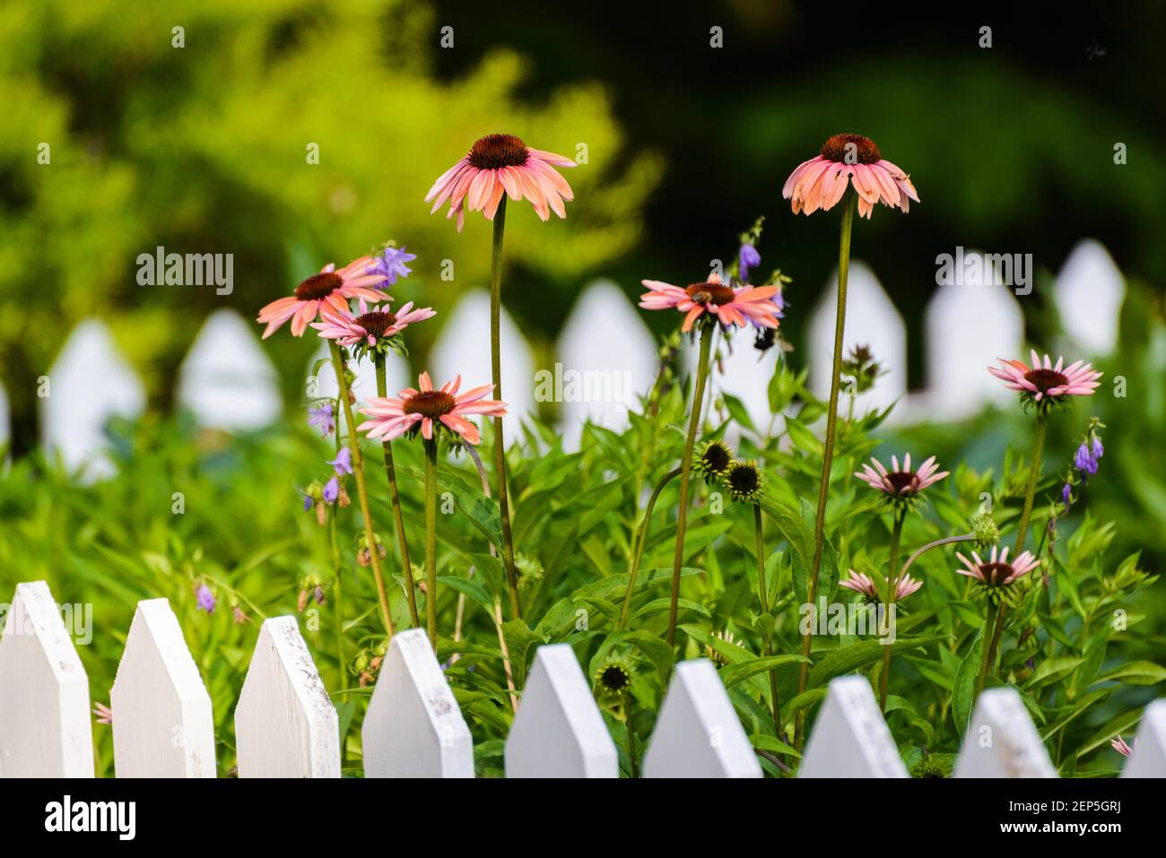 Garden picket fence flowers hi-res stock photography and images - Alamy