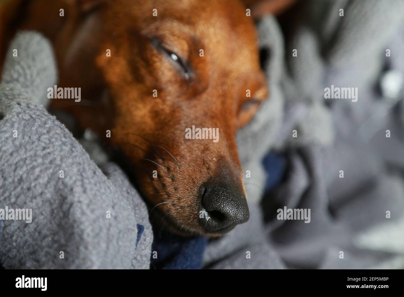 Portrait of a resting dog. The dwarf pinscher is lying on his cot. The muzzle of the dog: black eyes, black nose. A sad pet. Stock Photo