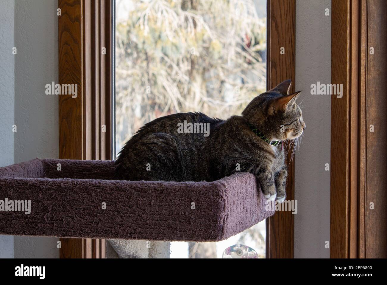 Close up portrait view of a gray tabby cat relaxing in an indoor carpeted cat tree platform, in