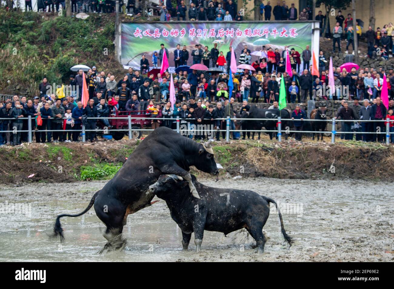 Bull Boxing Bulls fight against each other at the 27th Bull Fight Competition in ...