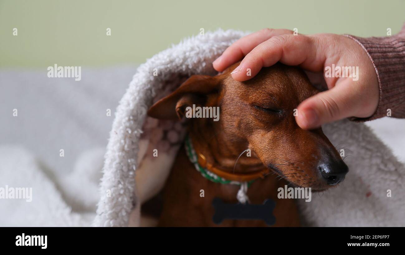 Portrait. Love and friendship of a dog and a man. Stock Photo