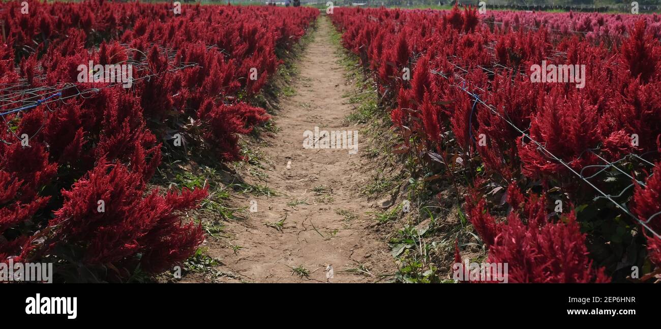 Horizontal image of beautiful red feather cockscomb flowers blossom in the field. Stock Photo