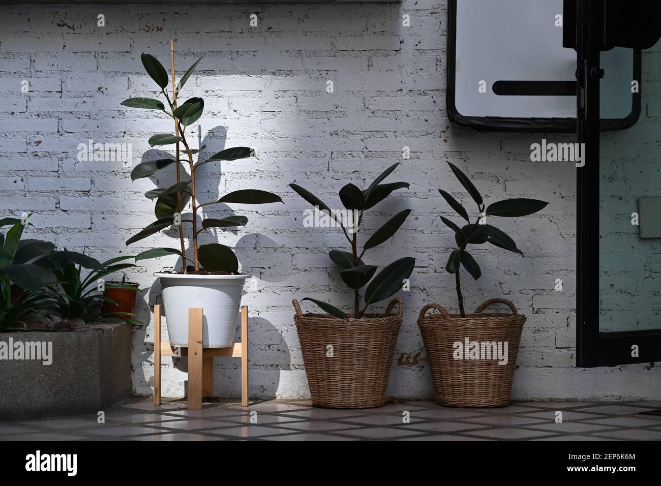 Modern houseplants Ficus Elastica Burgundy or rubber plant in rattan basket at stylish home decor. Stock Photo