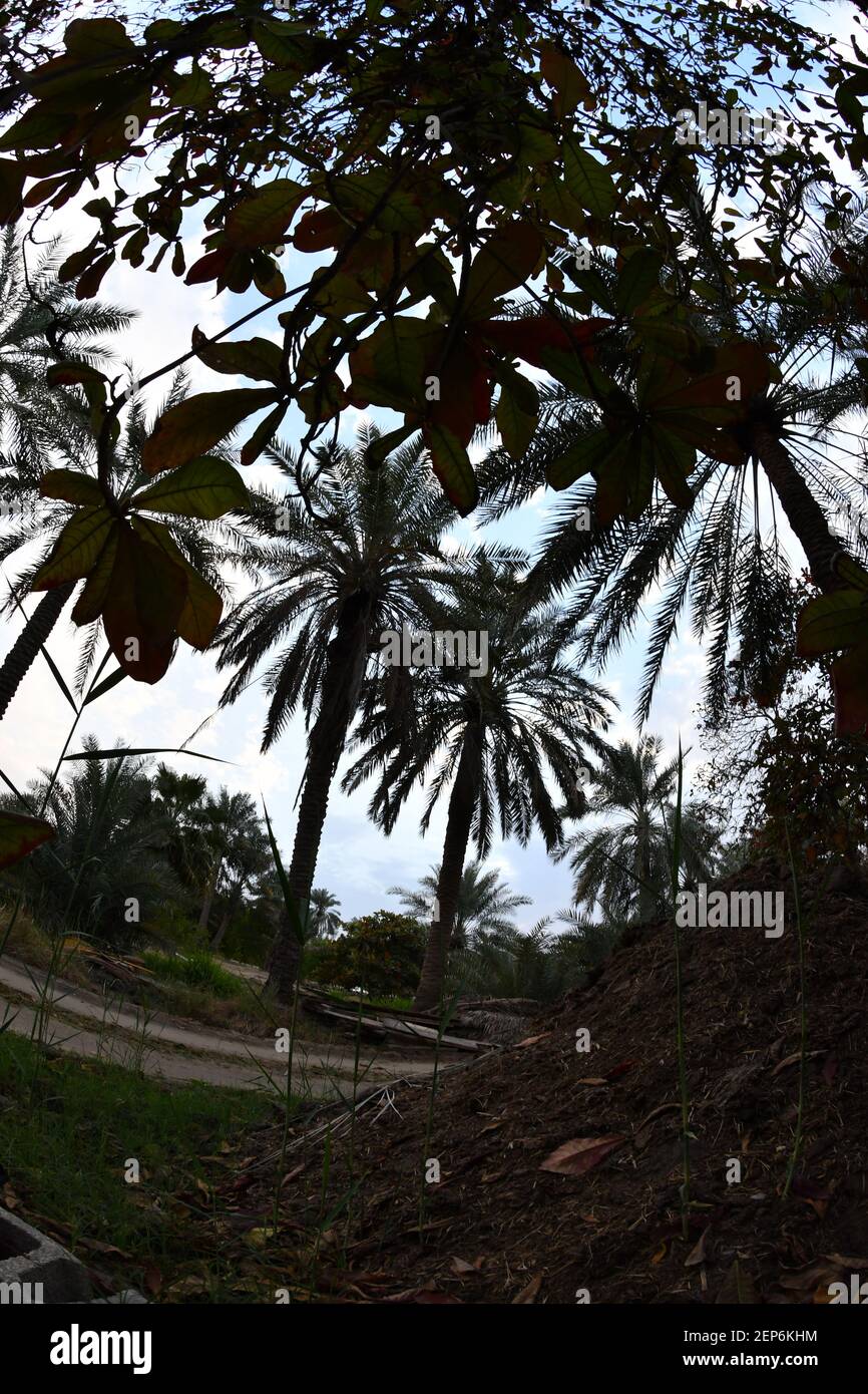 Date palm , tree of the palm family cultivated for its sweet edible