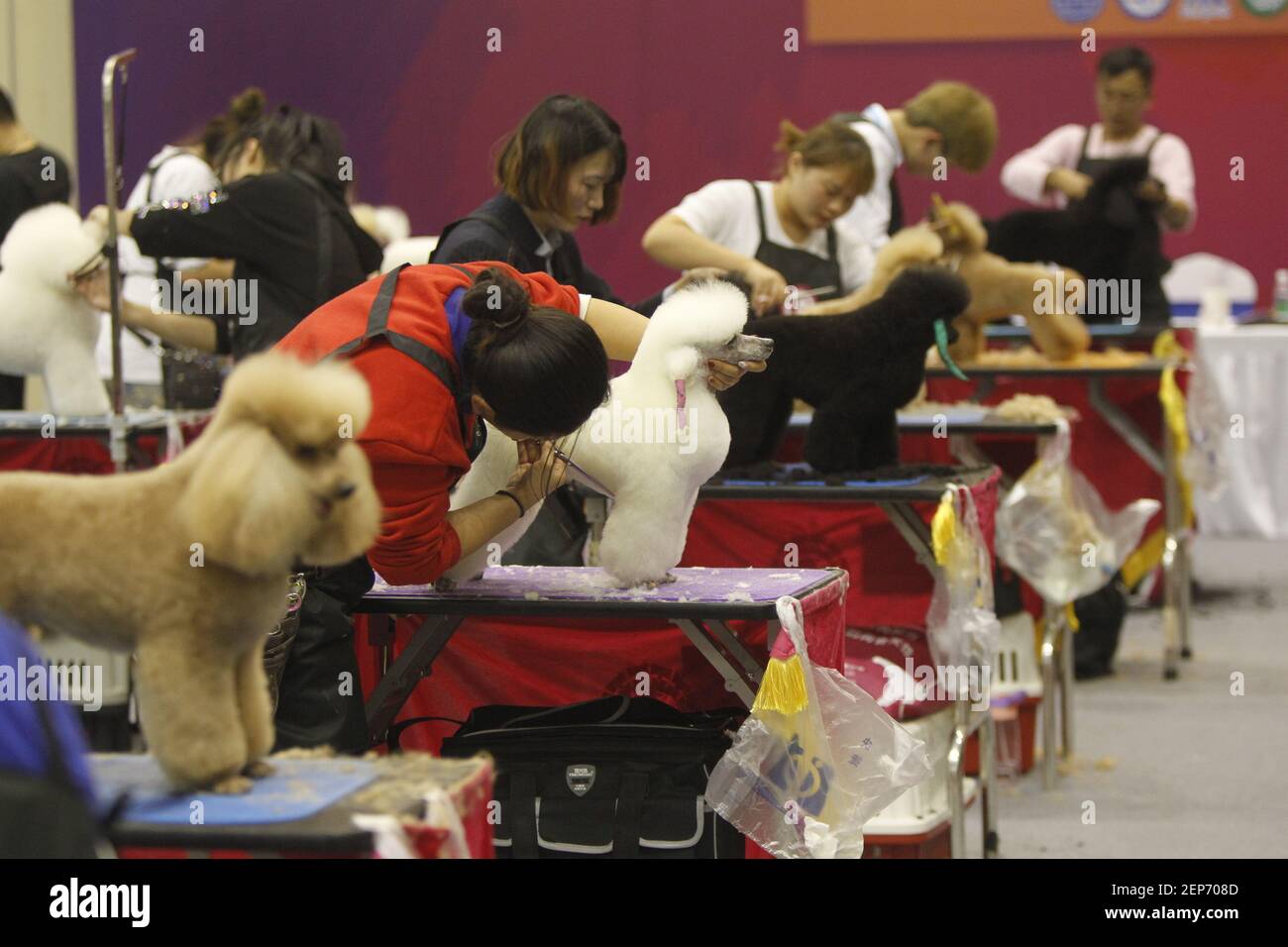 Pet groomers groom pets at the Pet Groomer Qualification Test in