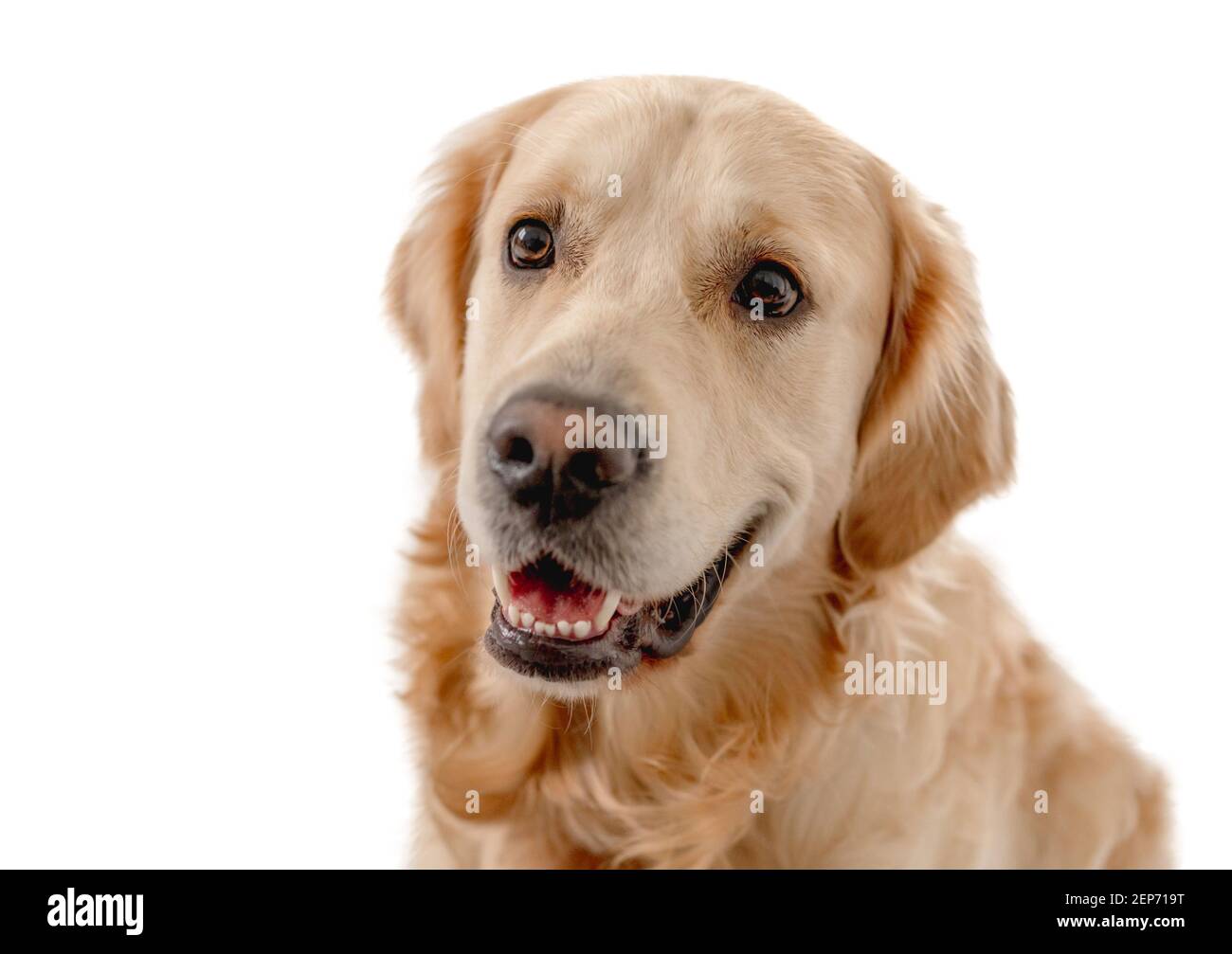 Golden retriever dog on white background Stock Photo