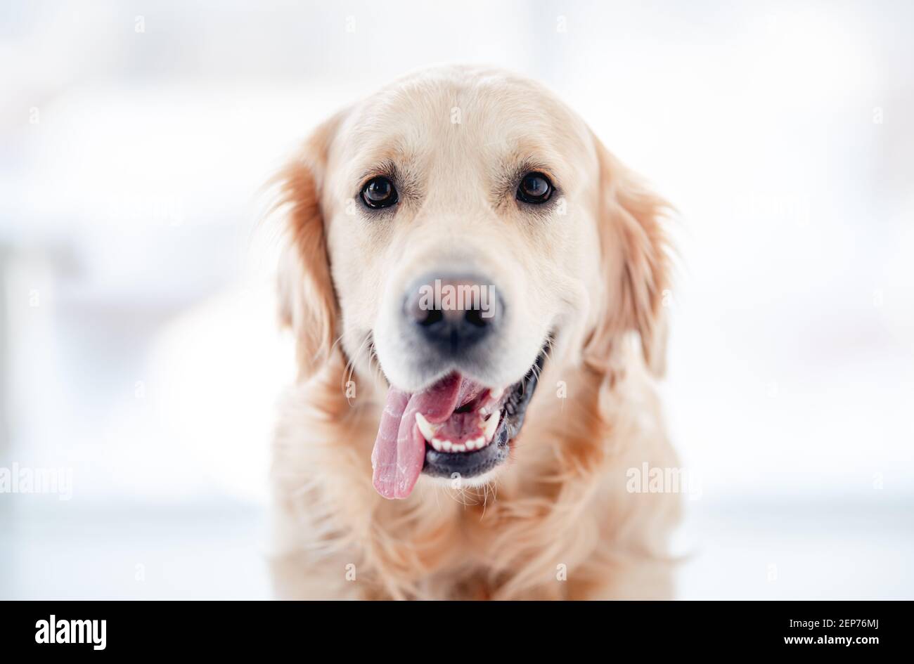 Golden retriever dog isolated on white background Stock Photo
