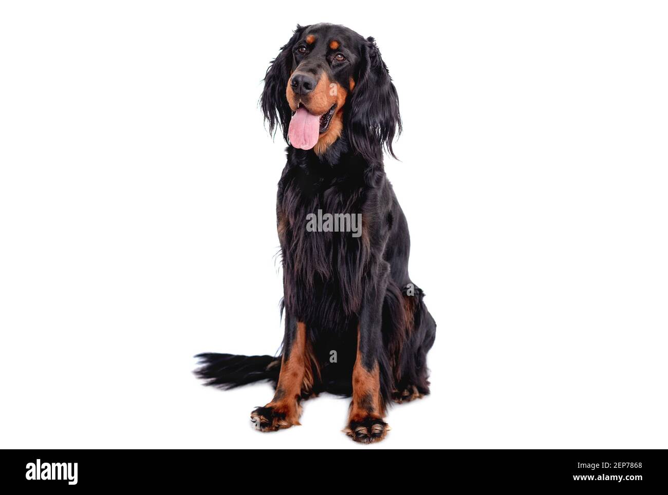 Scottish setter dog with tongue out Stock Photo