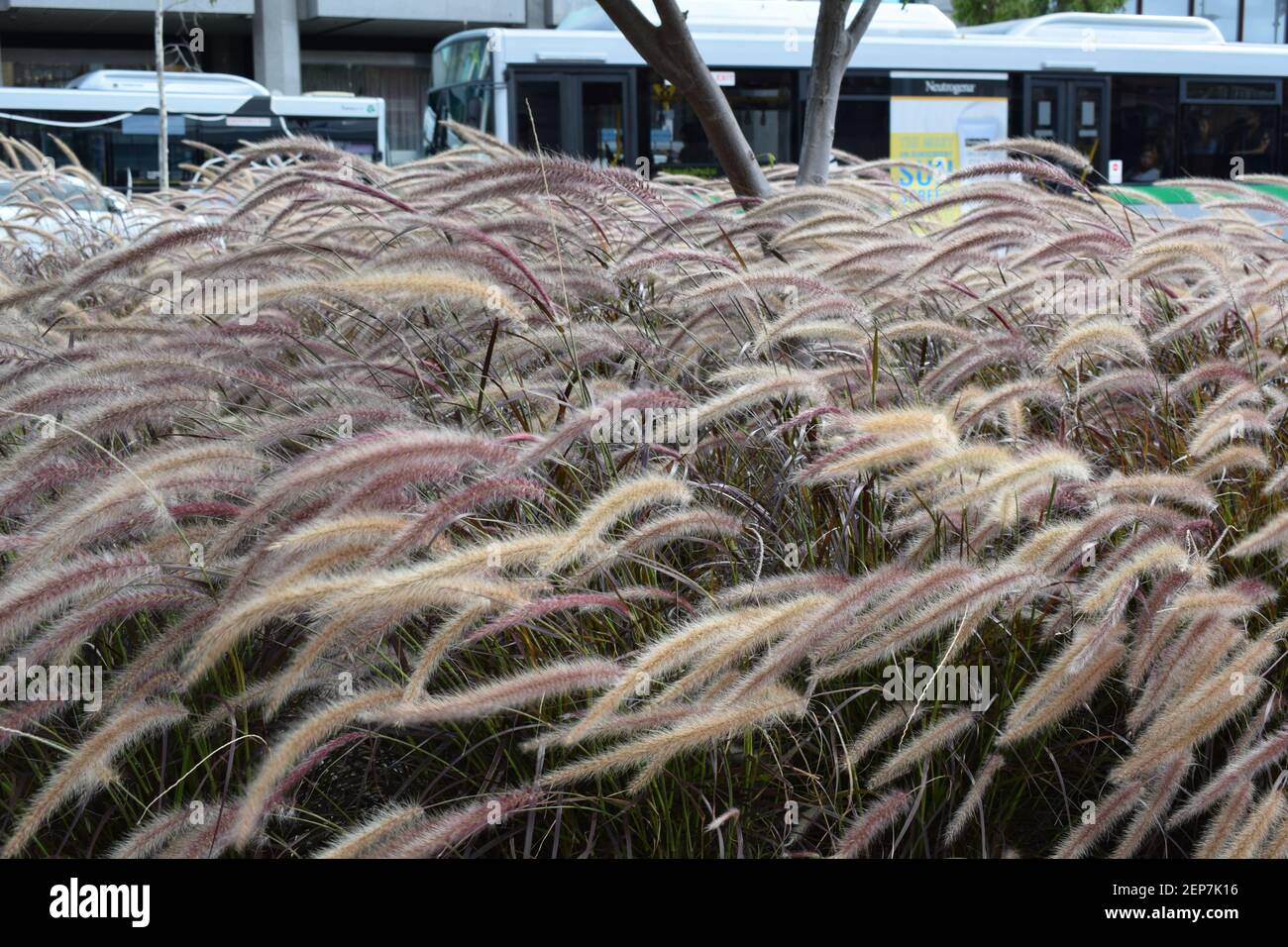 Wind Through The Grass Stock Photo
