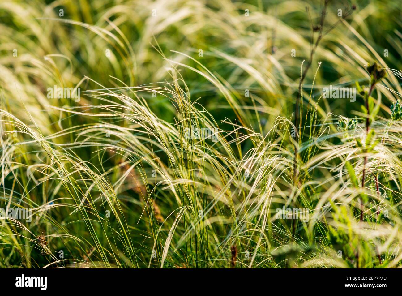 Feather Grass or Needle Grass, Nassella tenuissima, forms already at