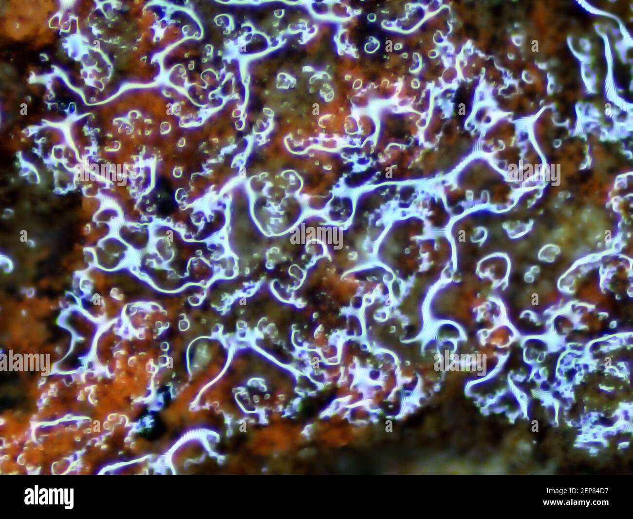 light reflexions of a wet stone in a macro Stock Photo