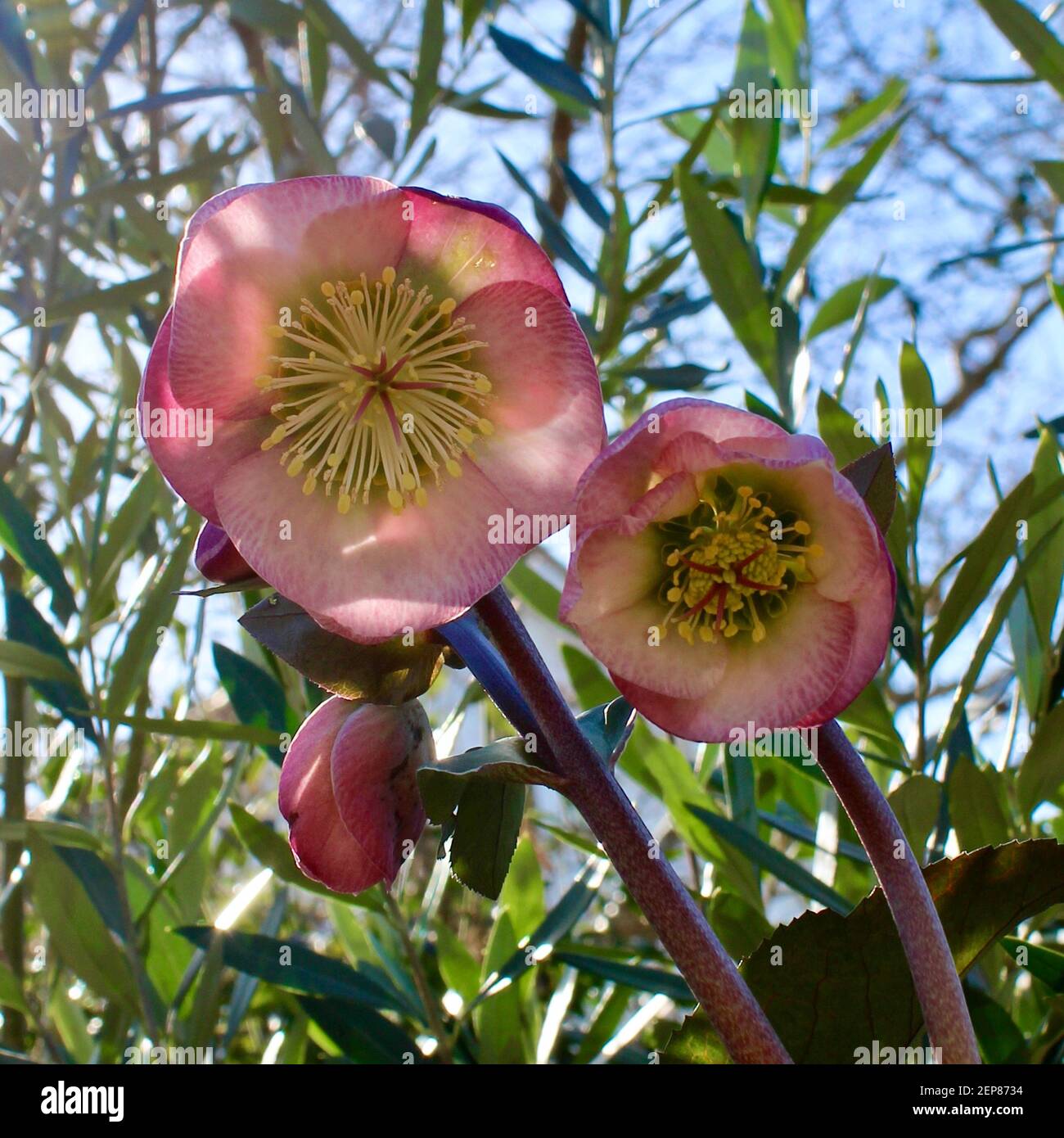 Dorothy's Dawn hellebore on a beautiful spring morning. Stock Photo