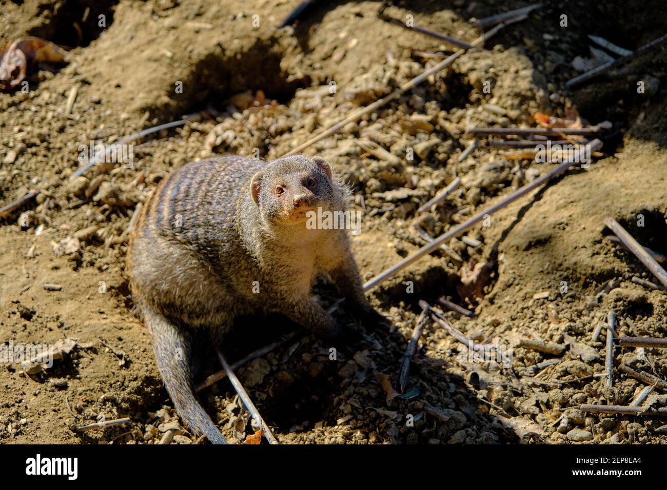 Banded mongooses in zoo during sunny day. Animals looks like big mouse and  rat standing on soil Stock Photo - Alamy
