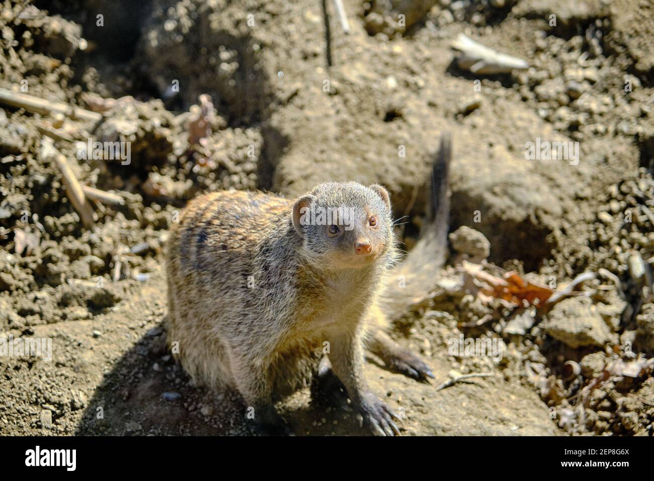 Banded mongooses in zoo during sunny day. Animals looks like big mouse and rat standing on soil Stock Photo - Alamy Banded mongooses in zoo during sunny day. Animals looks like big mouse and rat standing on soil Stock Photo - Alamy