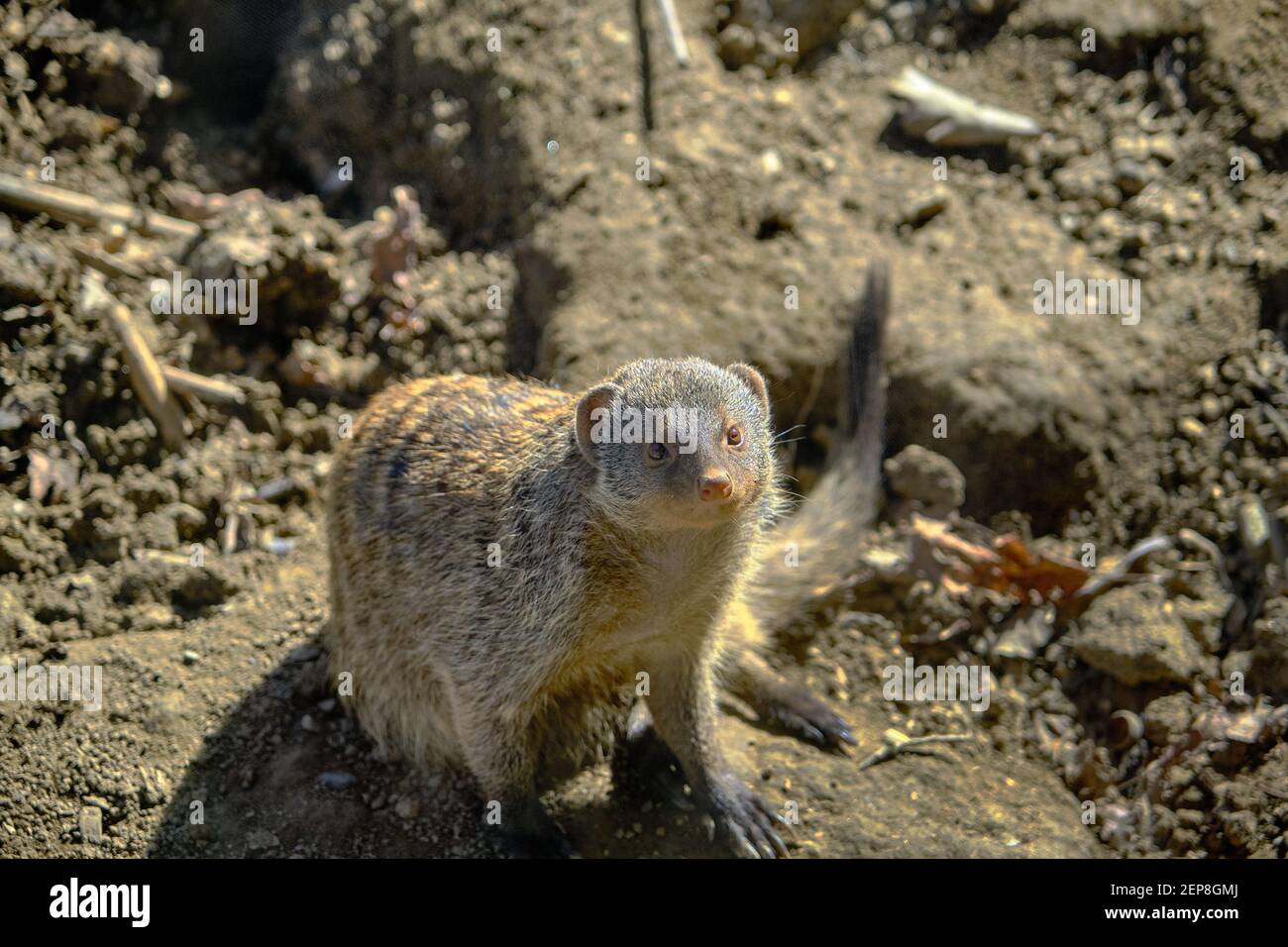 Banded mongooses in zoo during sunny day. Animals looks like big mouse and  rat standing on soil Stock Photo - Alamy