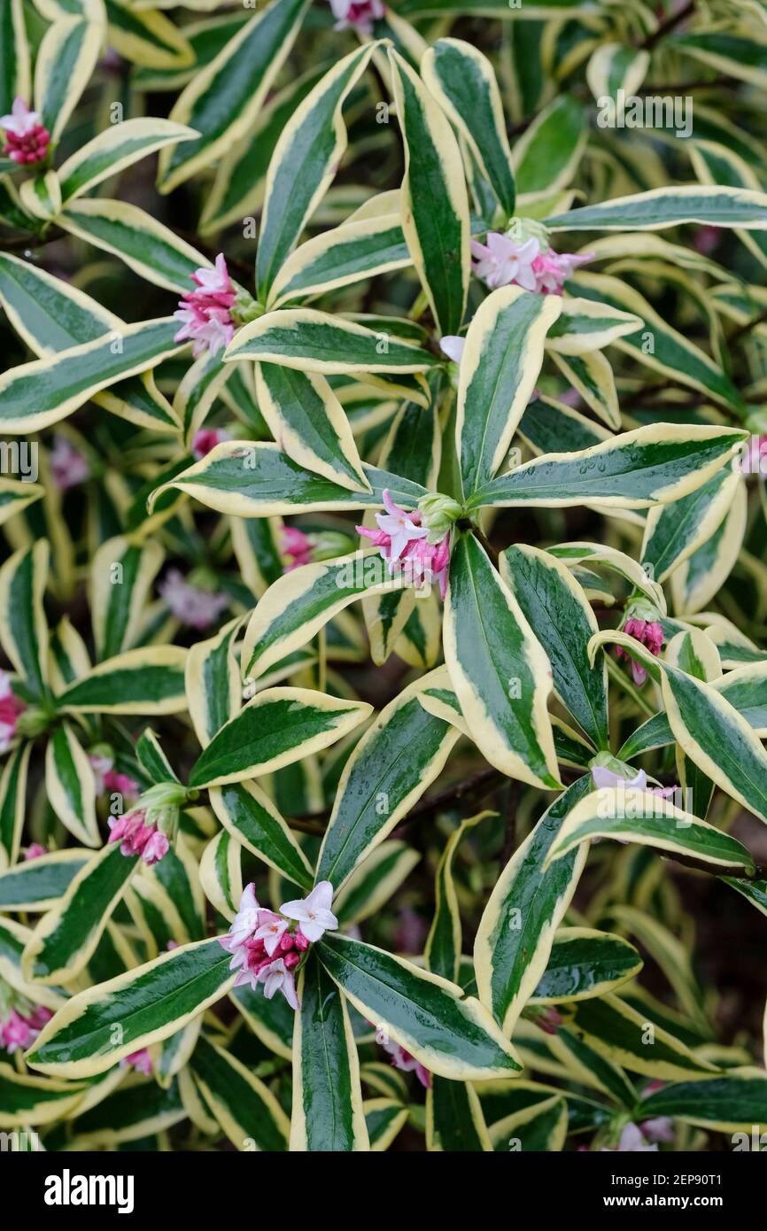 Daphne odora 'Mae-jima' (v). Winter daphne 'Mae-jima'. Maejima Winter Daphne. Daphne odora 'Mae Jima. Variegated foliage, tubular dark pink flowers. Stock Photo