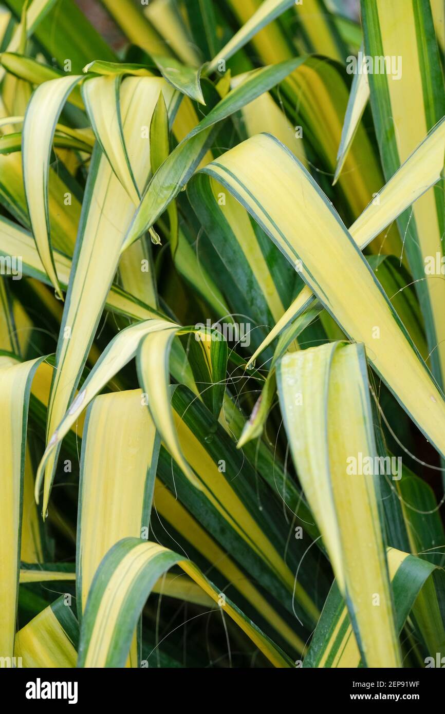 Yucca flaccida 'Golden Sword' (v). Needle palm 'Golden Sword'. Yucca filamentosa 'Golden Sword', Blue-green leaves with creamy-yellow central region Stock Photo