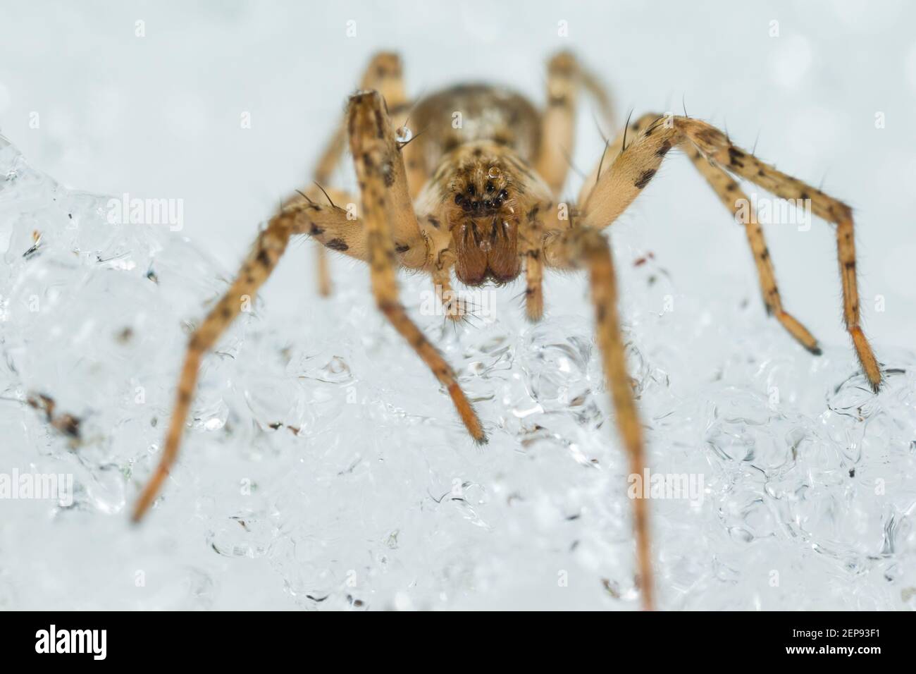 Buzzing spider (Anyphaena accentuata) Stock Photo