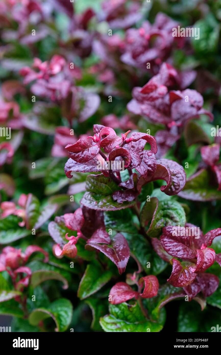 Leucothoe axillaris 'Curly Red' (PBR). Switch ivy. Coastal Dog Hobble. crimped and curled glossy foliage with new red shoots Stock Photo