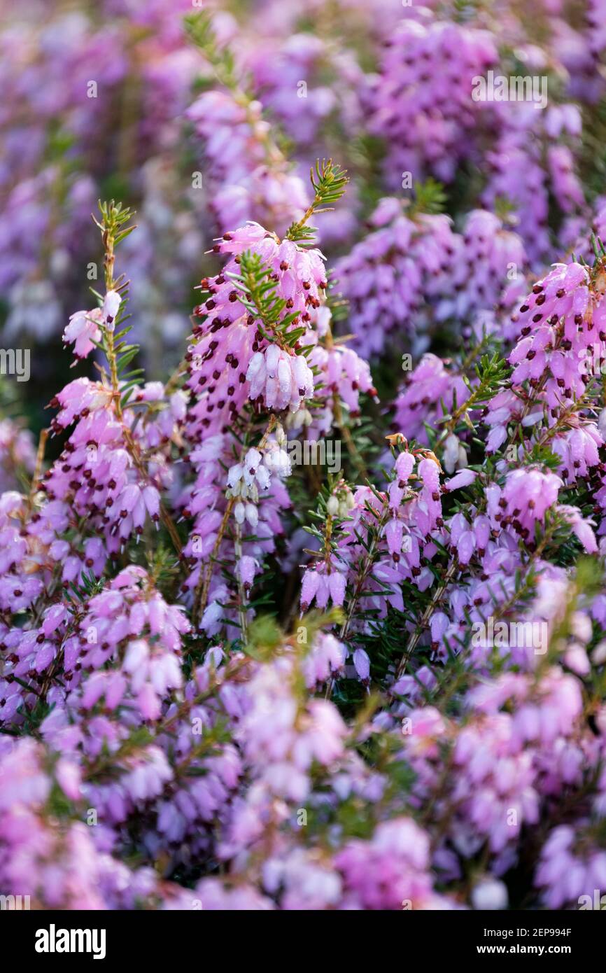 Erica carnea 'December Red'. Heather 'December Red'. Magenta flowers in early spring Stock Photo