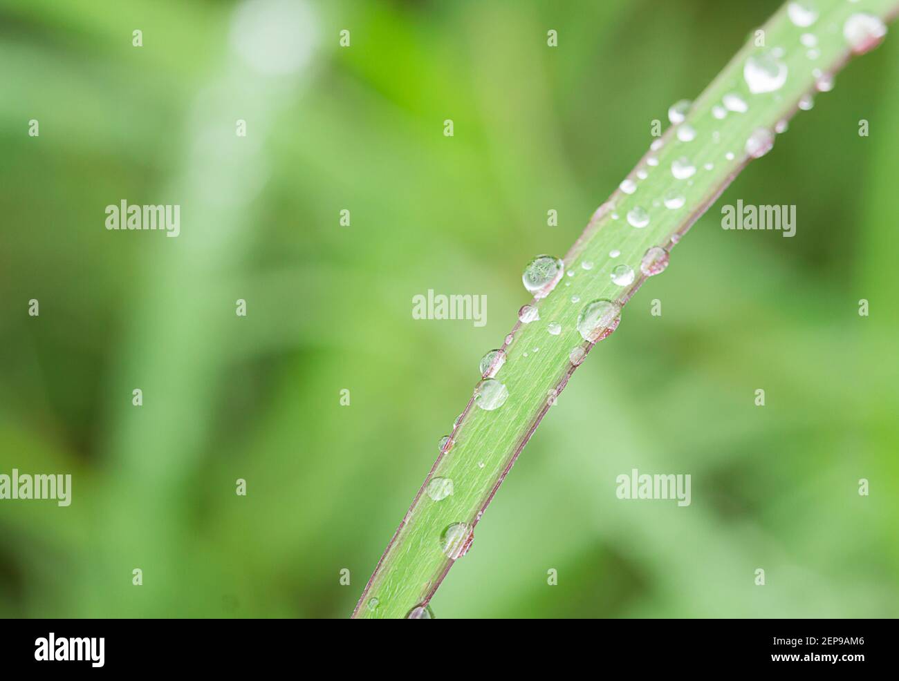 Fresh green grass with dew drops close up Stock Photo - Alamy