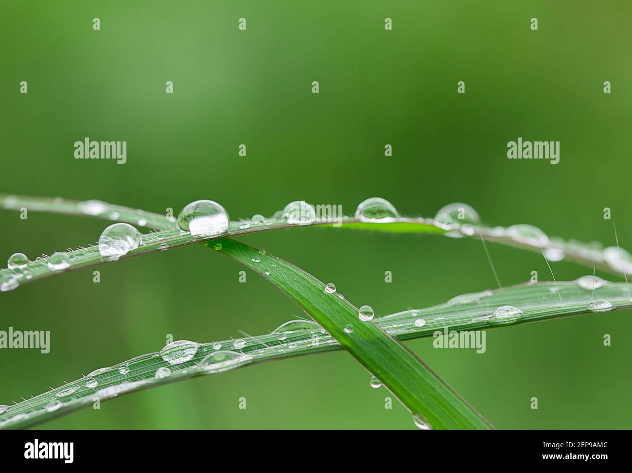 Fresh green grass with dew drops close up Stock Photo - Alamy