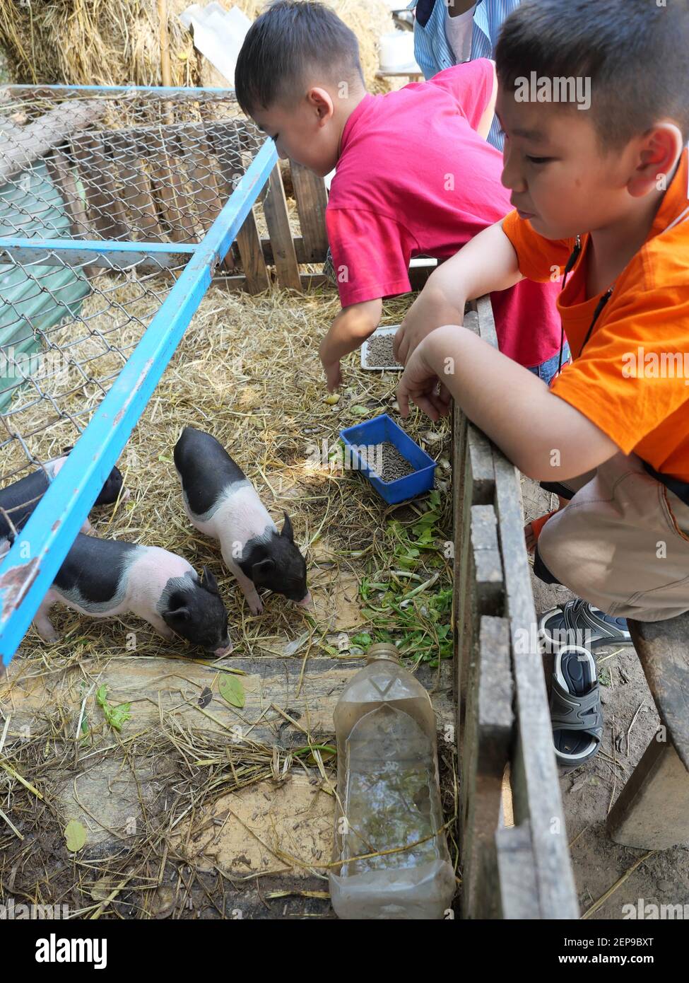 Asian boys are feeding pig on a farm, Group of baby Vietnamese Pot bellied pigs on the yellow straw in the stall, Young farmer in Thailand Stock Photo